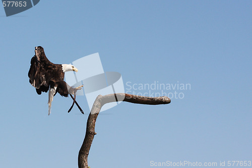 Image of Bald Eagle portrait