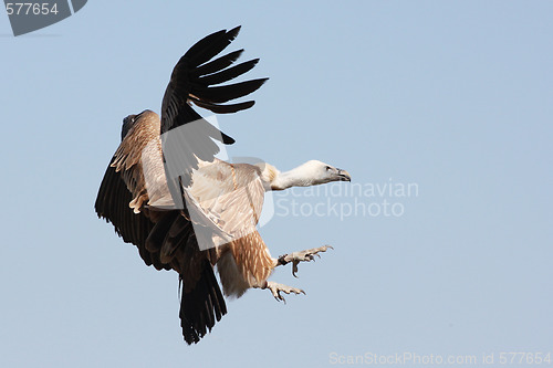 Image of Griffon Vulture - Gyps fulvus