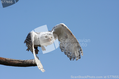 Image of Snowy Owl