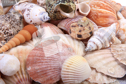 Image of Sea Shells