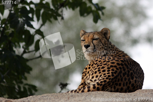 Image of Portrait of a Cheetah