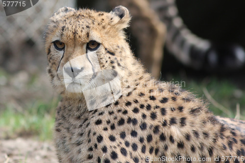 Image of Portrait of a Cheetah