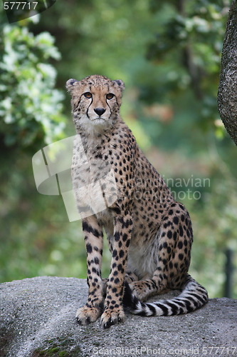 Image of Portrait of a Cheetah