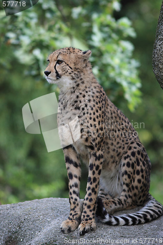 Image of Portrait of a Cheetah
