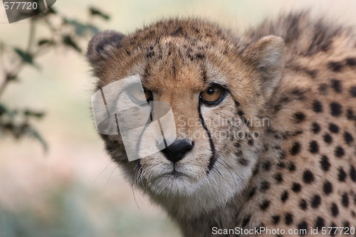 Image of Portrait of a Cheetah