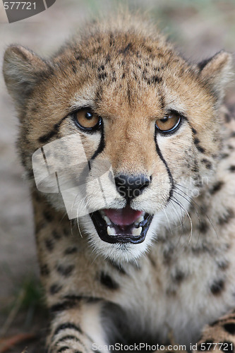 Image of Portrait of a Cheetah