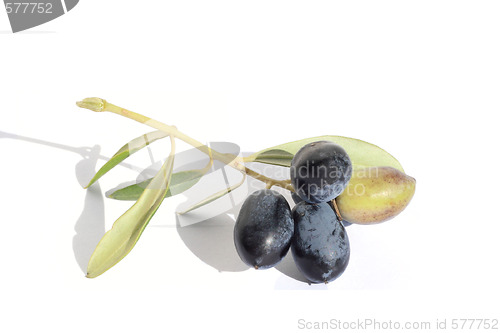 Image of olives on branch
