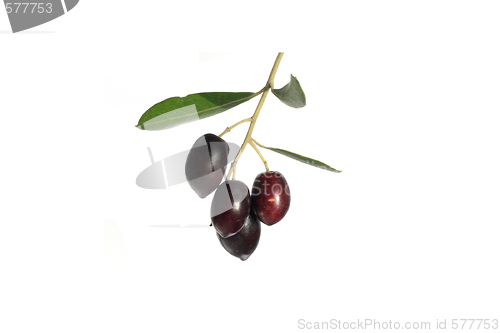 Image of olives on branch