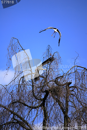 Image of Flying stork 