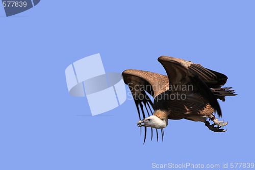 Image of Griffon Vulture - Gyps fulvus