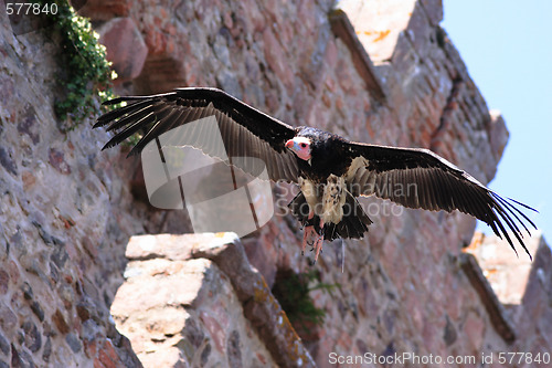 Image of Griffon Vulture - Gyps fulvus