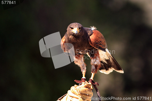 Image of Young Black-chested Buzzard-eagle