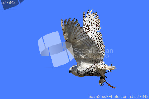 Image of Snowy Owl