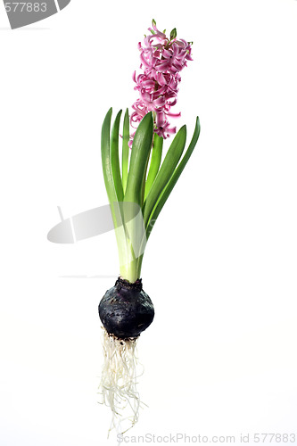 Image of Hyacinth