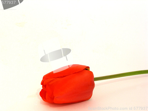 Image of tulip