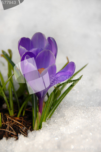 Image of Crocus