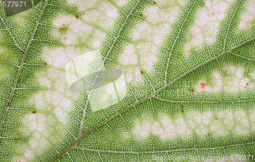 Image of leaf texture