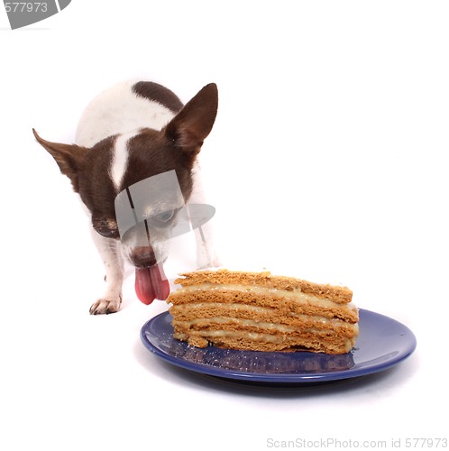 Image of dog is eating fresh cake