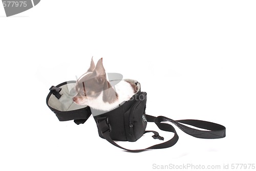 Image of chihuahua in the small bag