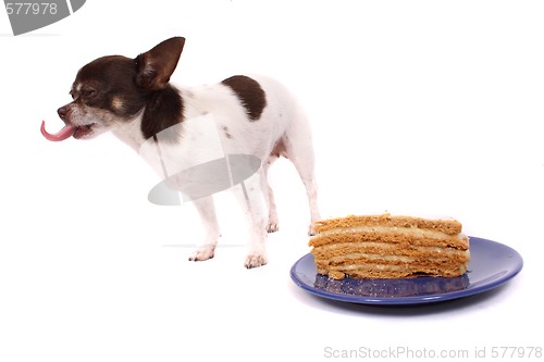 Image of dog is eating fresh cake