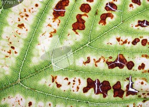 Image of leaf texture