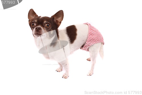 Image of chihuahua is waiting