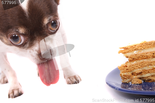 Image of dog is eating fresh cake