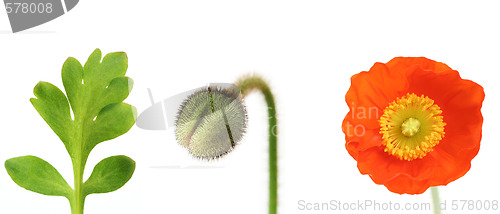 Image of red poppy