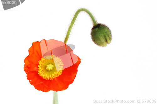 Image of red poppy