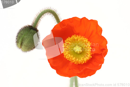 Image of red poppy