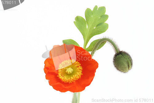 Image of red poppy