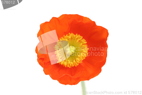 Image of red poppy