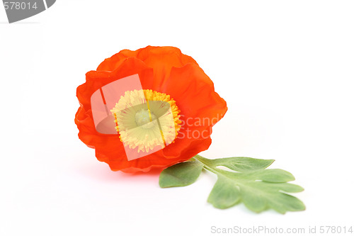 Image of red poppy