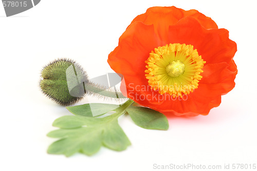 Image of red poppy