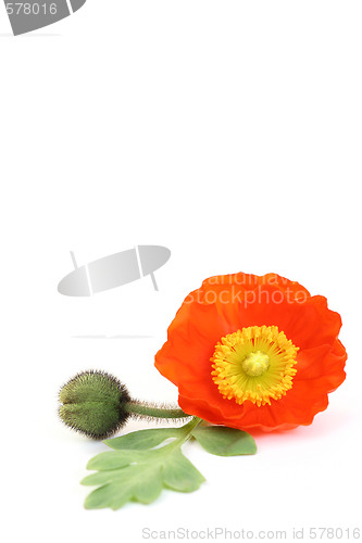 Image of red poppy