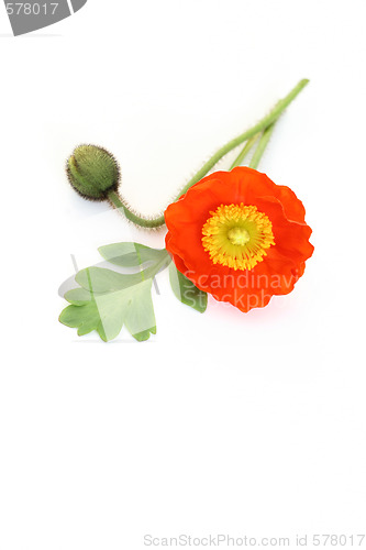 Image of red poppy