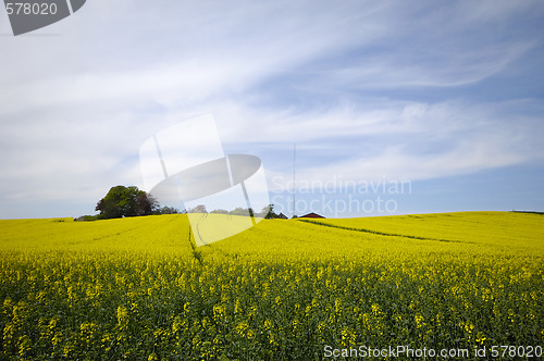 Image of Rape field