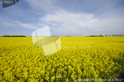 Image of Landscape with rape field