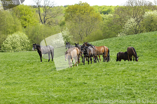 Image of Horses