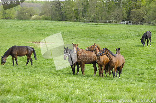 Image of Horses on green field