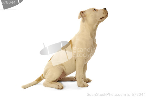 Image of Puppy