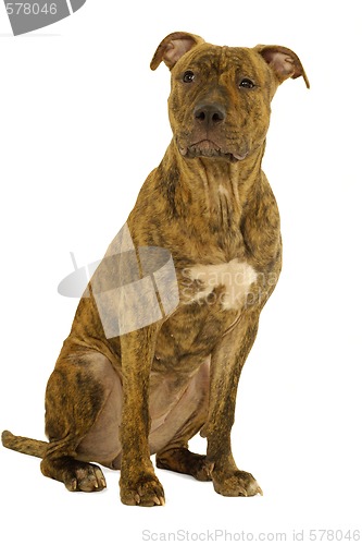 Image of Staffordshire terrier dog