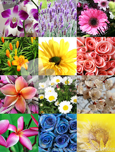 Image of Flower collage