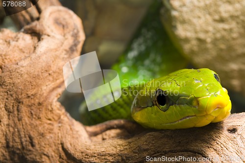 Image of Red Tailed Racer