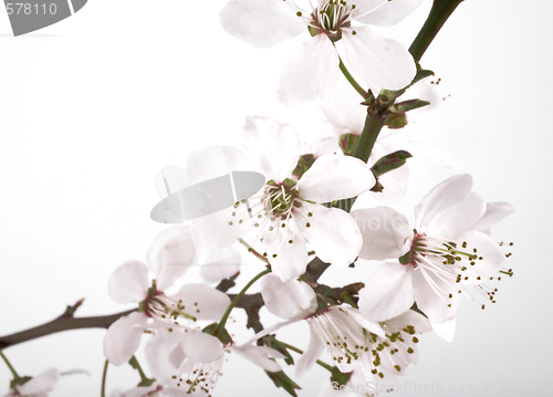 Image of sakura