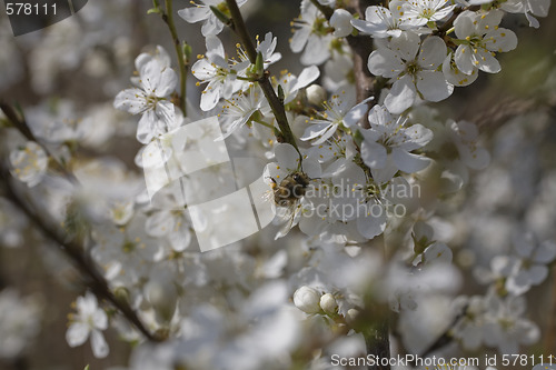 Image of sakura