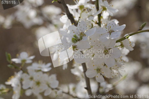 Image of sakura