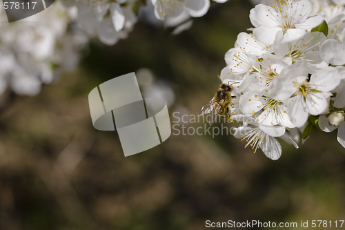 Image of sakura