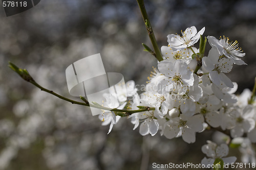 Image of sakura