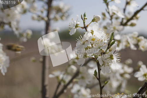 Image of sakura